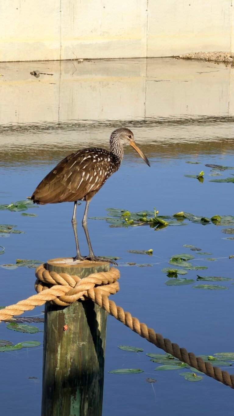 IMG_2401